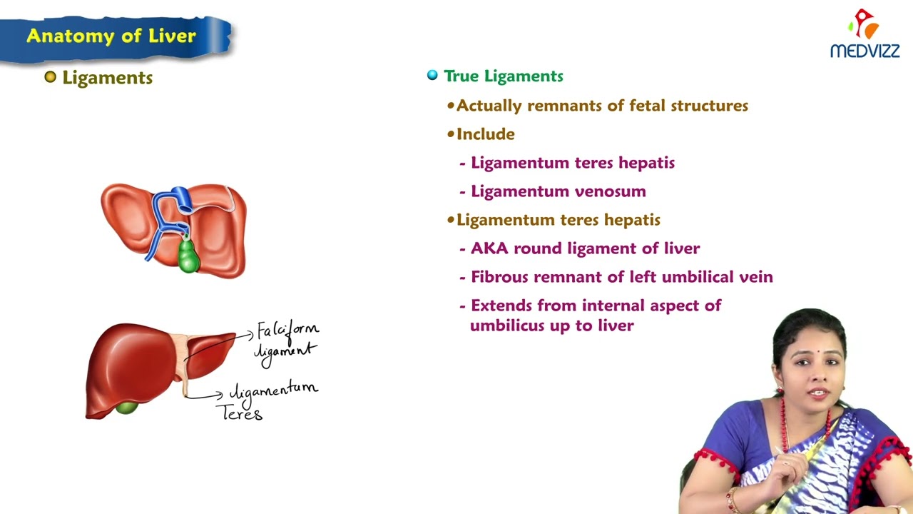 9. Anatomy of Liver : MBBS Lecture