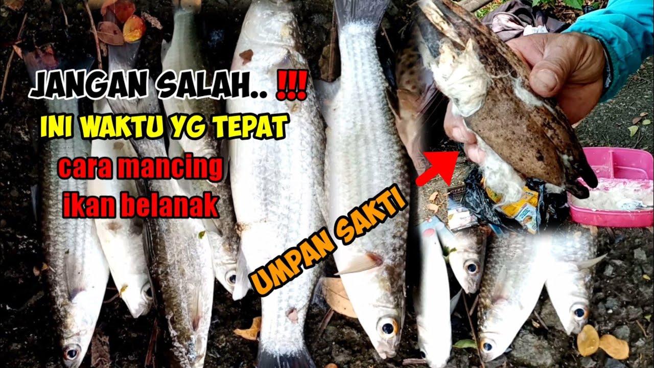 tips & cara waktu yang tepat, cara mancing ikan belanak