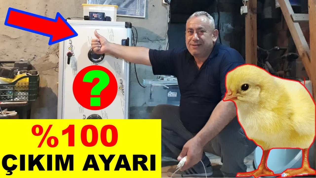 Kuluçka makinası ayarı nasıl yapılır