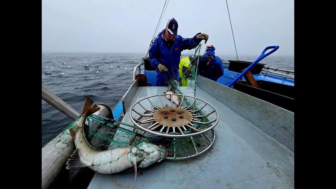 Земля и море: возвращение трески