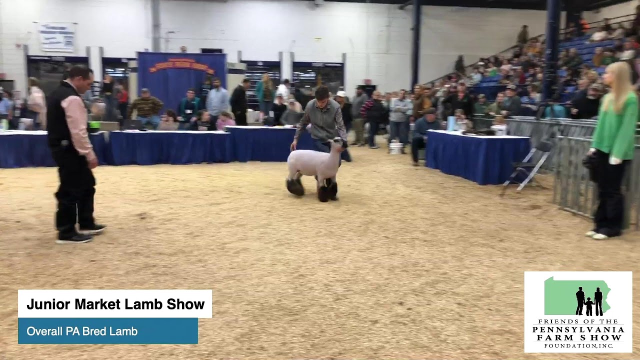 Junior Market Lamb Show