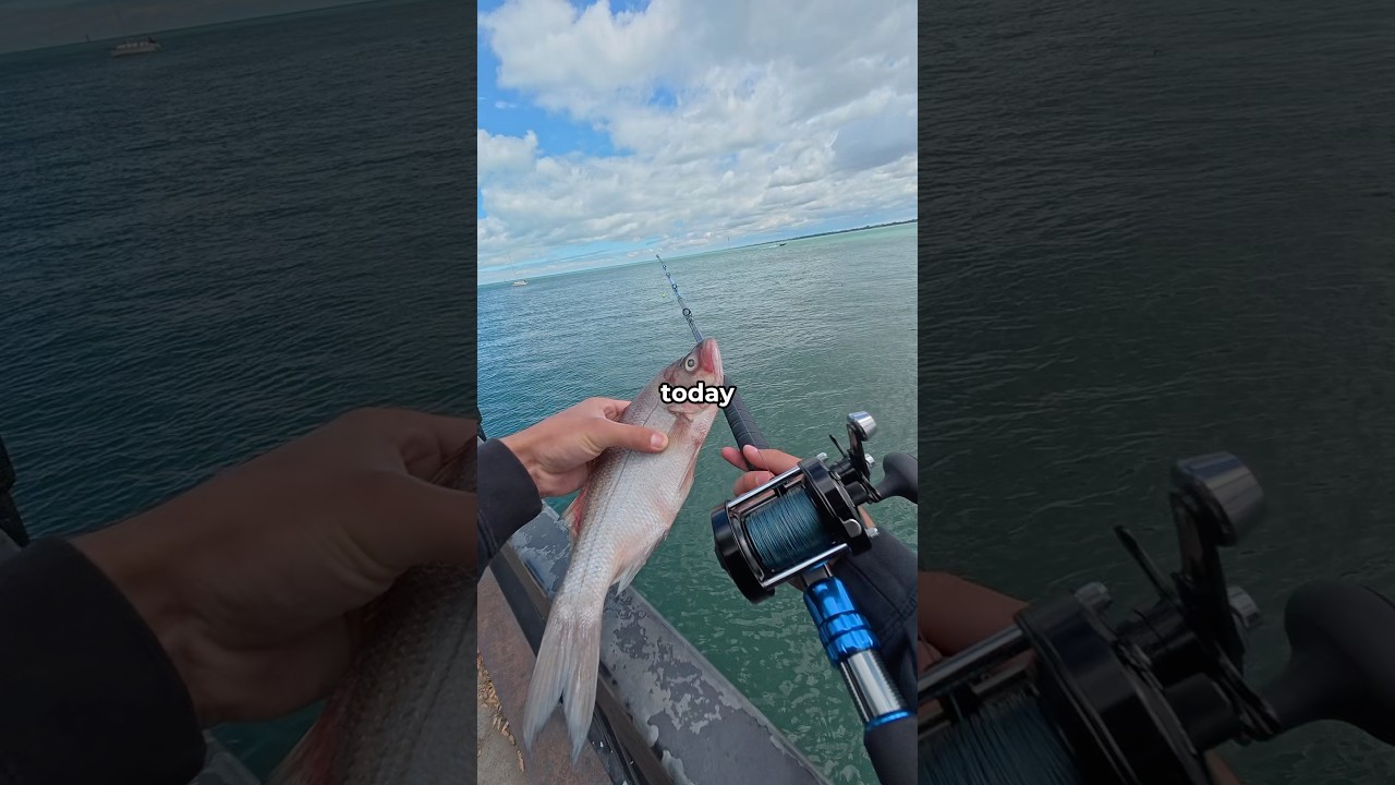 Fishing with BIG Cut Bait