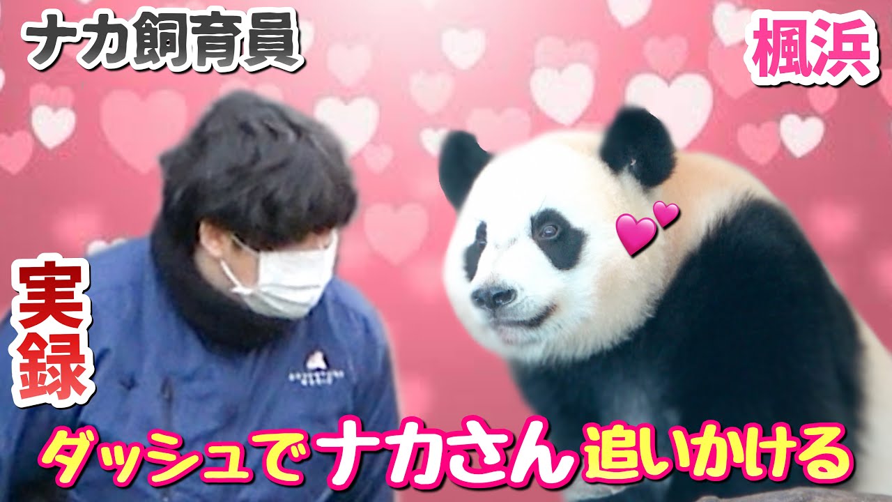 【パンダアイドル楓浜】飼育員チェンジに落ち込む特別な関係🐼