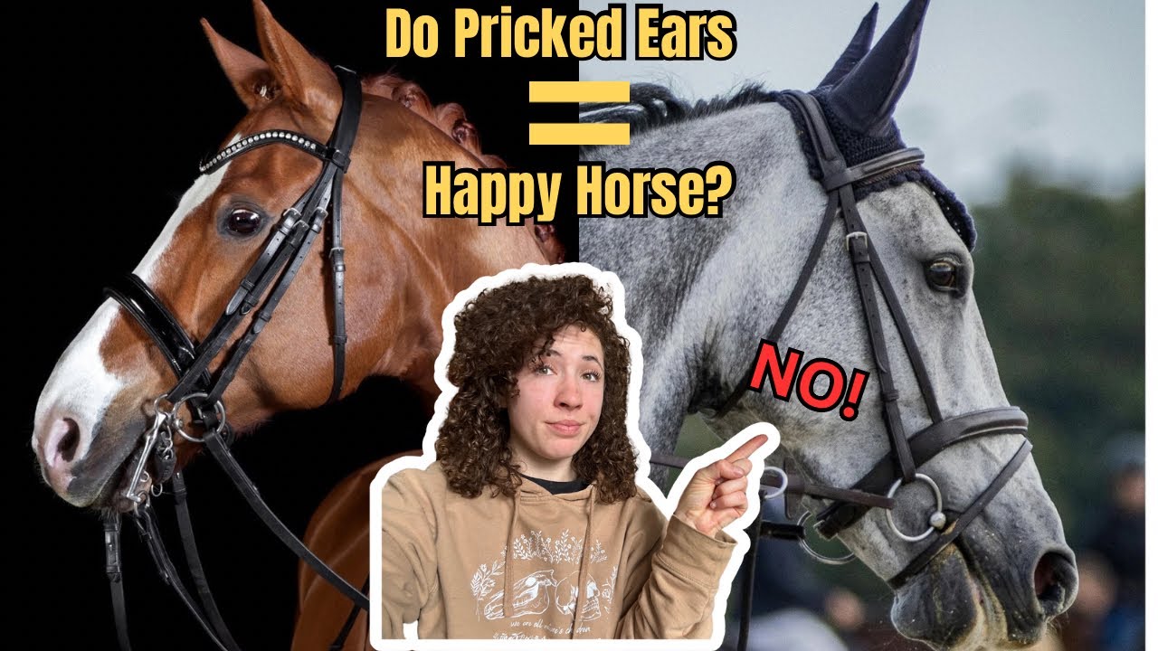 Dispelling The Ears Forward = Happy Horse MYTH | What Do The Ears Say?!