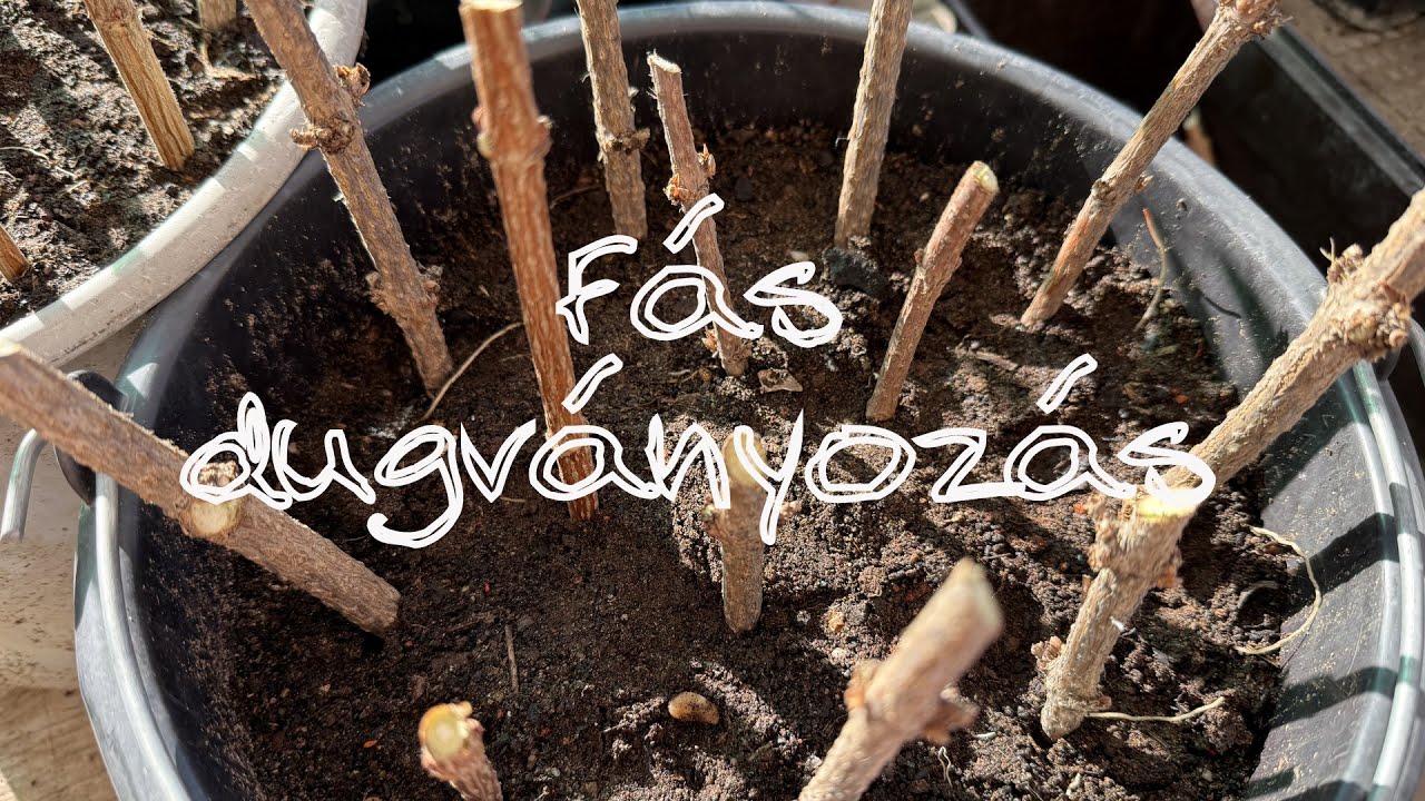 Ep. 385.: Növények szaporítása: Fás dugványozás - Rózsalonc