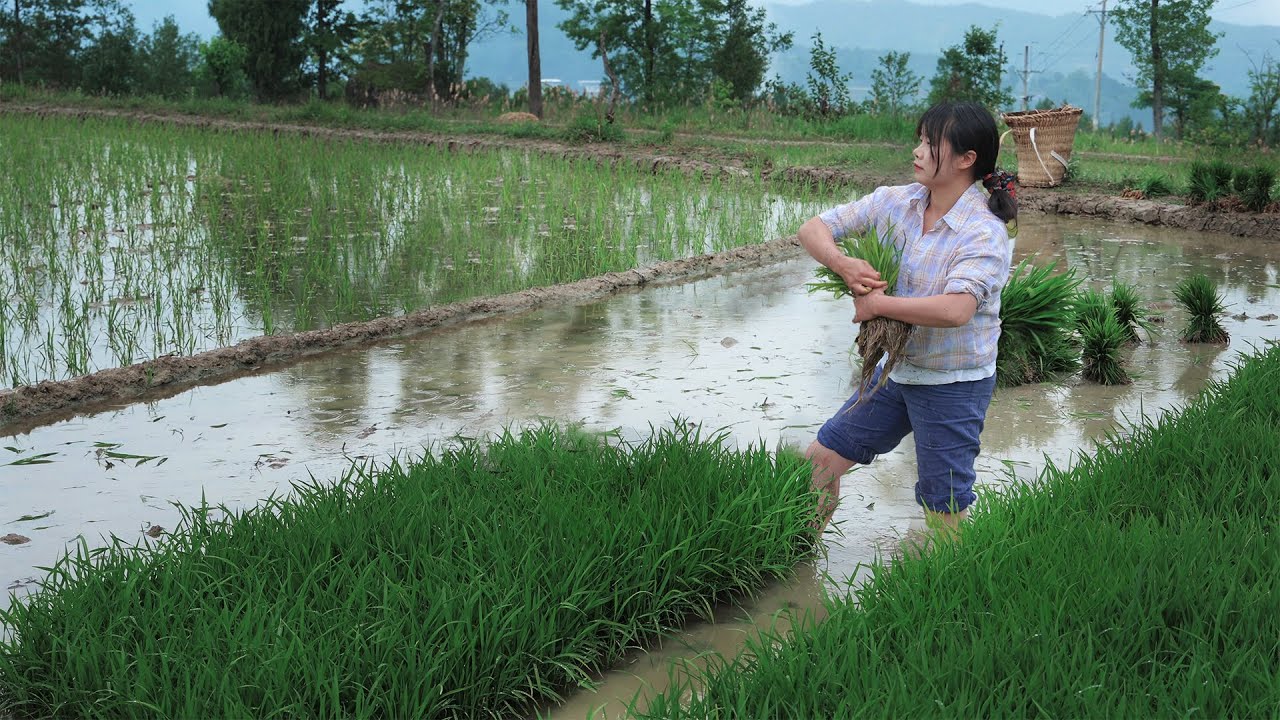 【二米炊烟】Rice🍚 從900多天前開始，記錄一碗米飯的由來
