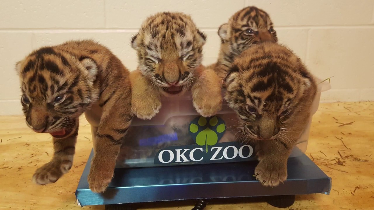 Phila Zoo & OKC Zoo Partner To Save Tiger Cub
