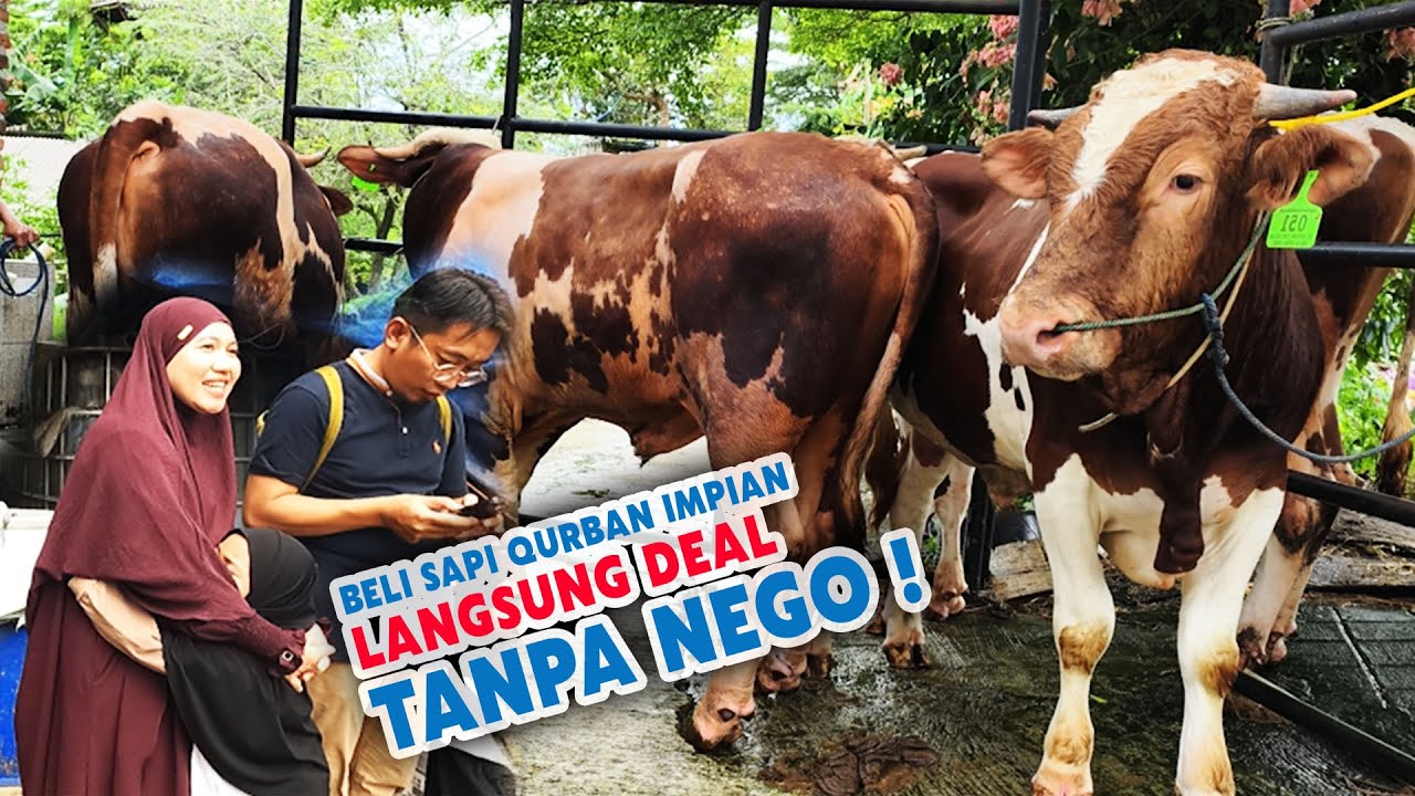 Deal Langsung Cash Tanpa Nego🔥, Berburu Sapi qurban impian Simental Malbor Di Bintang Tani Madani