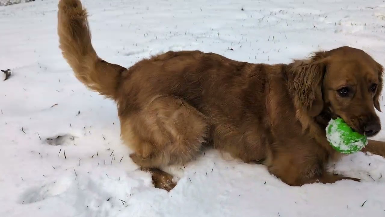 Storm in the snow, 1/11/25