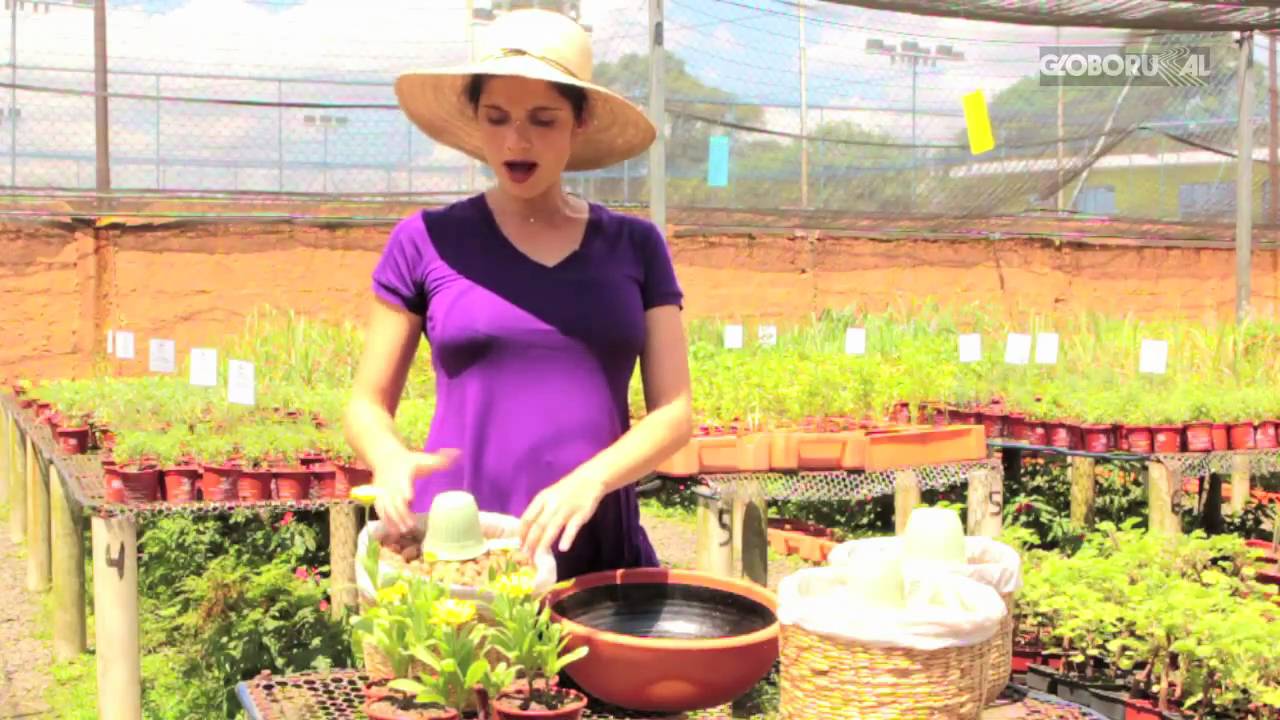 Flores comestíveis: como cultivar