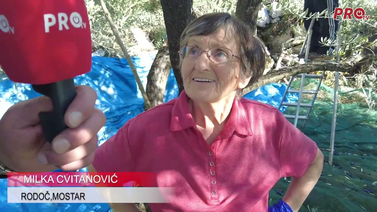 U HERCEGOVINI IMA ŽIVOTA, MASLINARSTVO JE BUDUĆNOST (1)