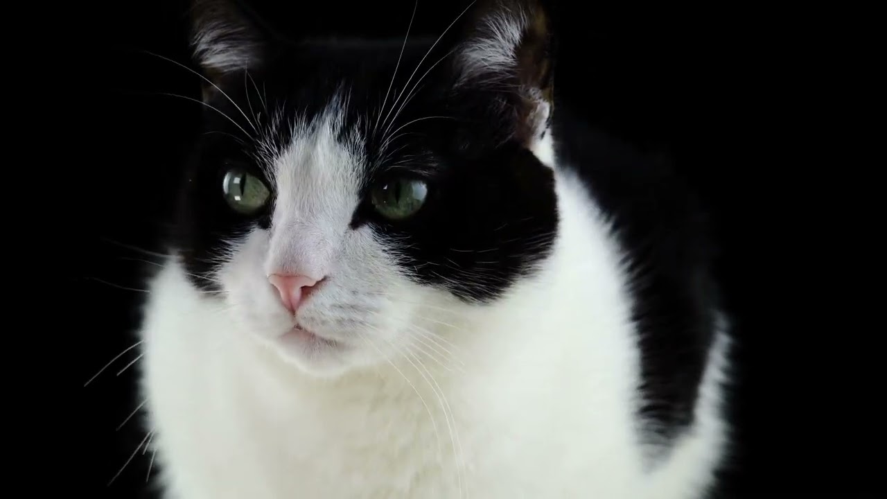 pet cute cat pets animals||#pets #anime #cat #cutedog #pet 
