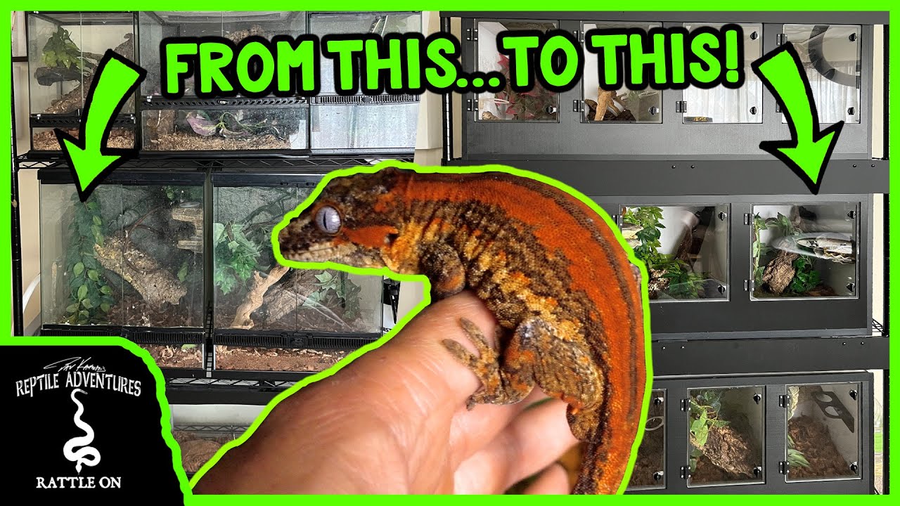 HOW TO DESIGN NEW GECKO ENCLOSURES FOR AROUND $40!