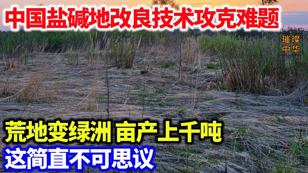 中国盐碱地改良技术攻克世界难题#荒漠 #种植业 #科普