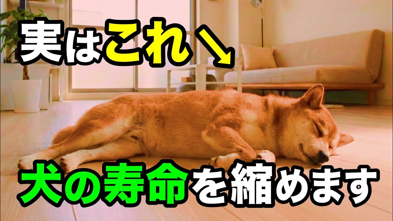 【知らないと怖い】犬の寿命を縮める飼い主の習慣を獣医師が解説しま