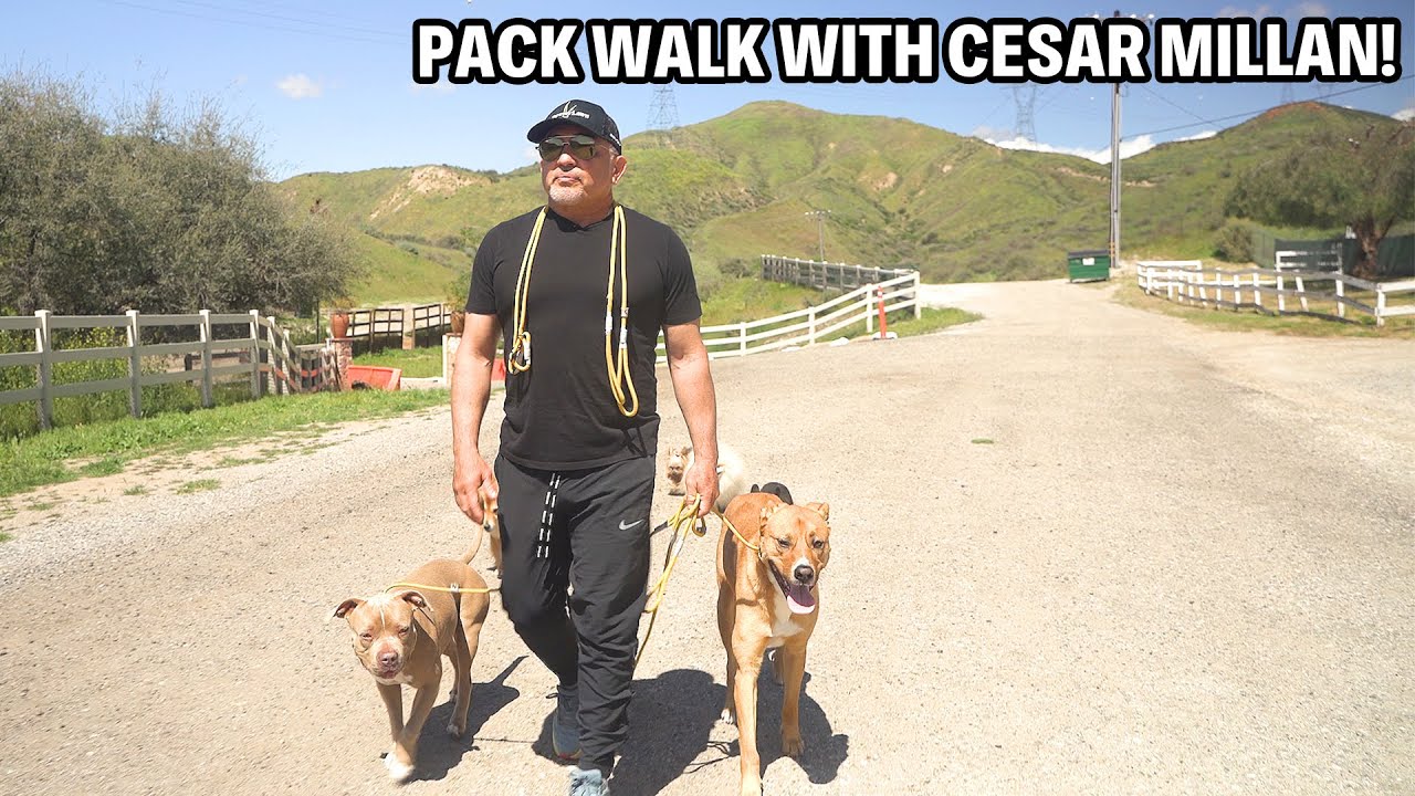 COME WITH ME ON A DOG WALK | RANCH VLOG #3