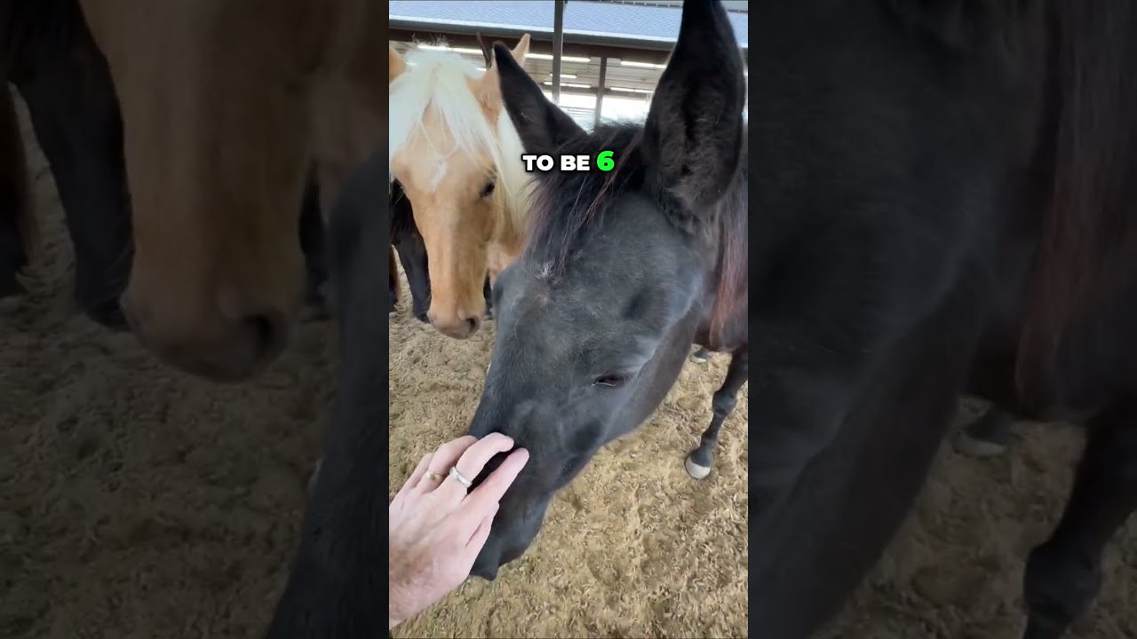 Meet My Gentle Geldings: Friendly Walking Horses