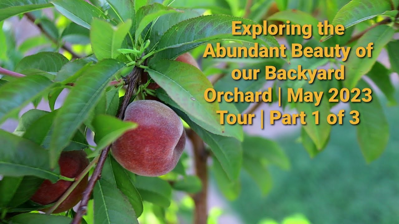 Arizona Desert Backyard Orchard Tour | May 2023 | Part 1 of 3