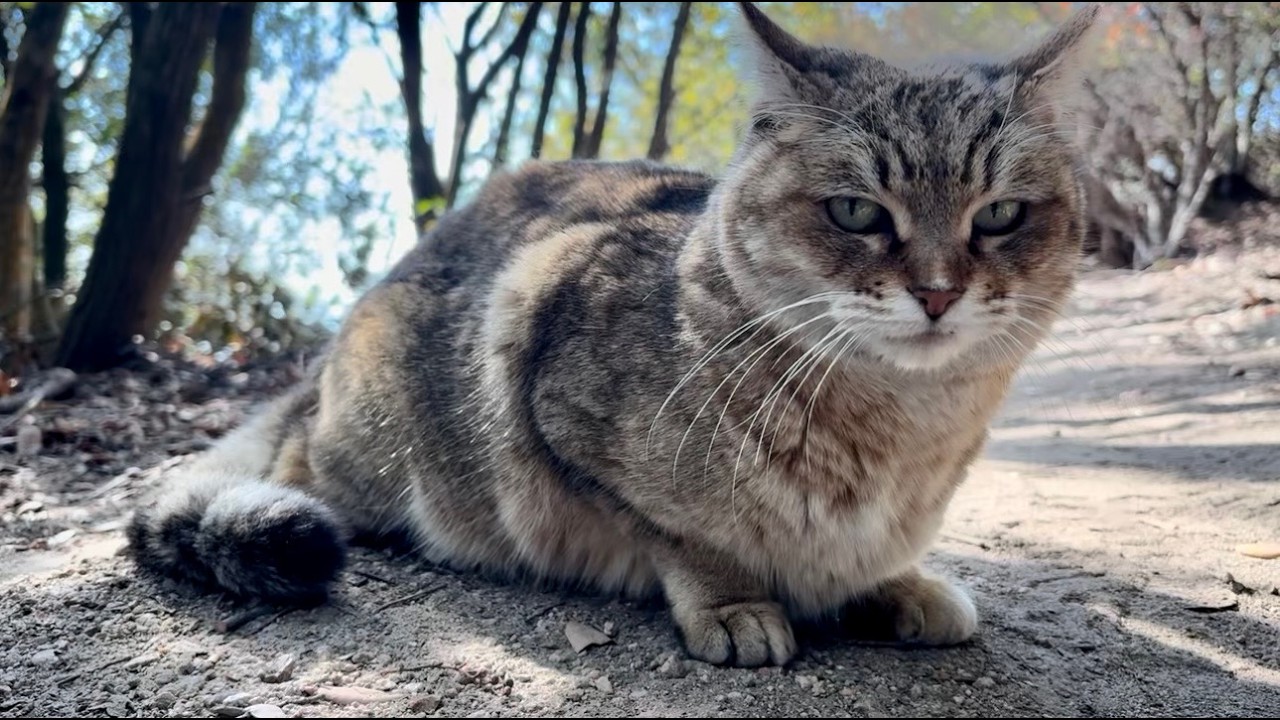 待っていたおしゃべり猫モナカがミャッミャッ声かけてまぁ可愛い事