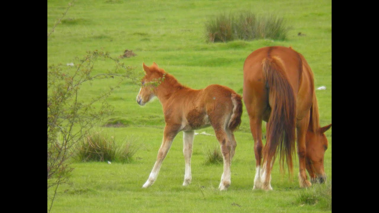 FARM ANIMALS, Animale domestice - Nature (3)