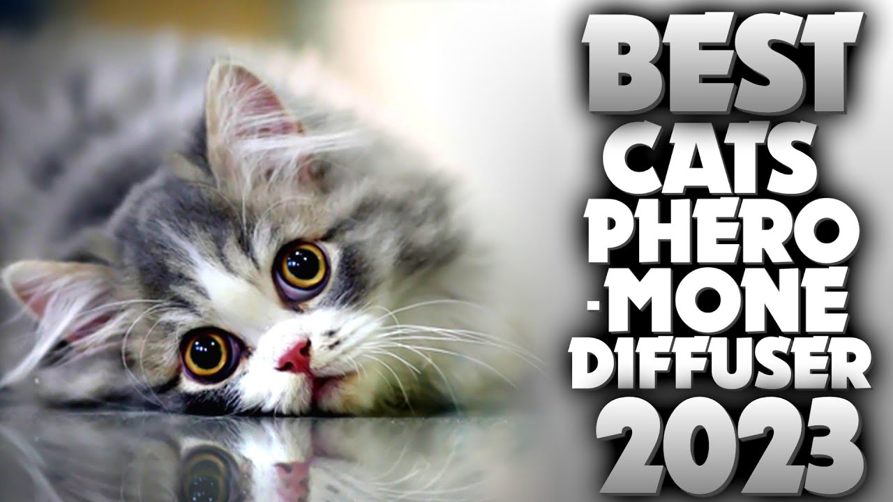 6 Best Cats Pheromone Diffuser 2023