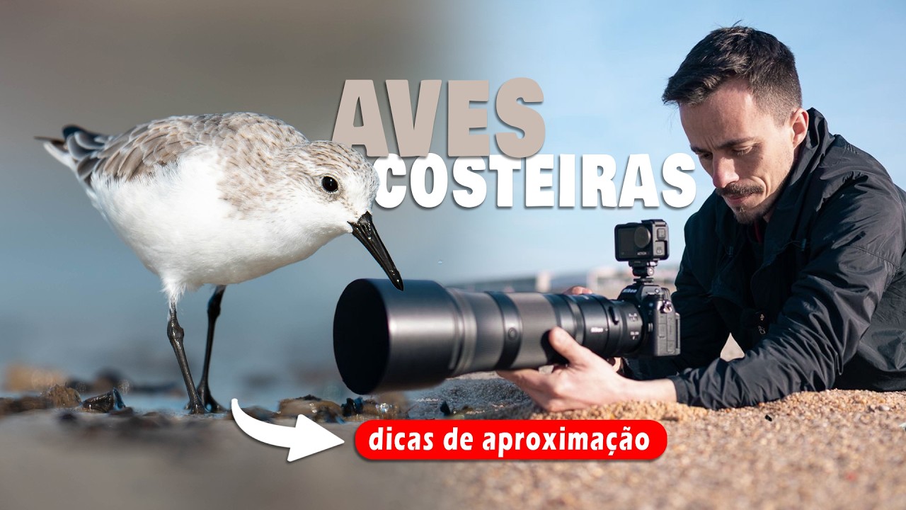 Como fotografar aves costeiras - Sem as perturbar!  ! Vlog  Fotografia natureza
