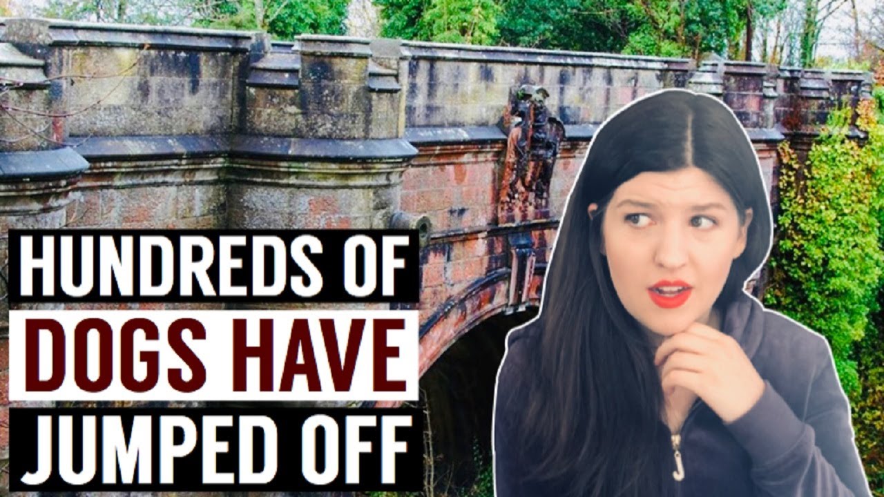 This Bridge Makes Dogs Jump Off Of It | Overtoun Bridge Possible Explanations