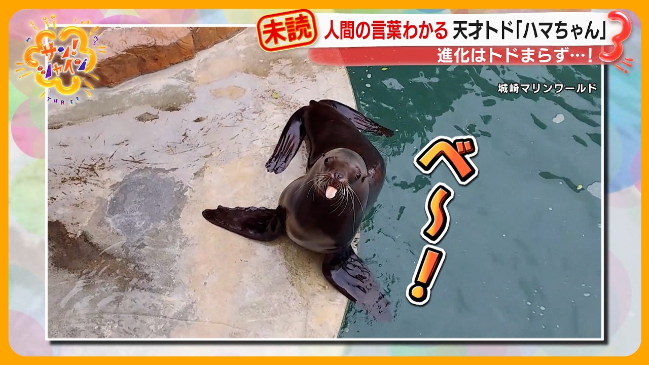 【世界初】人間の言葉がわかる天才トド「ハマちゃん」生中継で“人まね”に挑戦！【サン！シャインニュース】