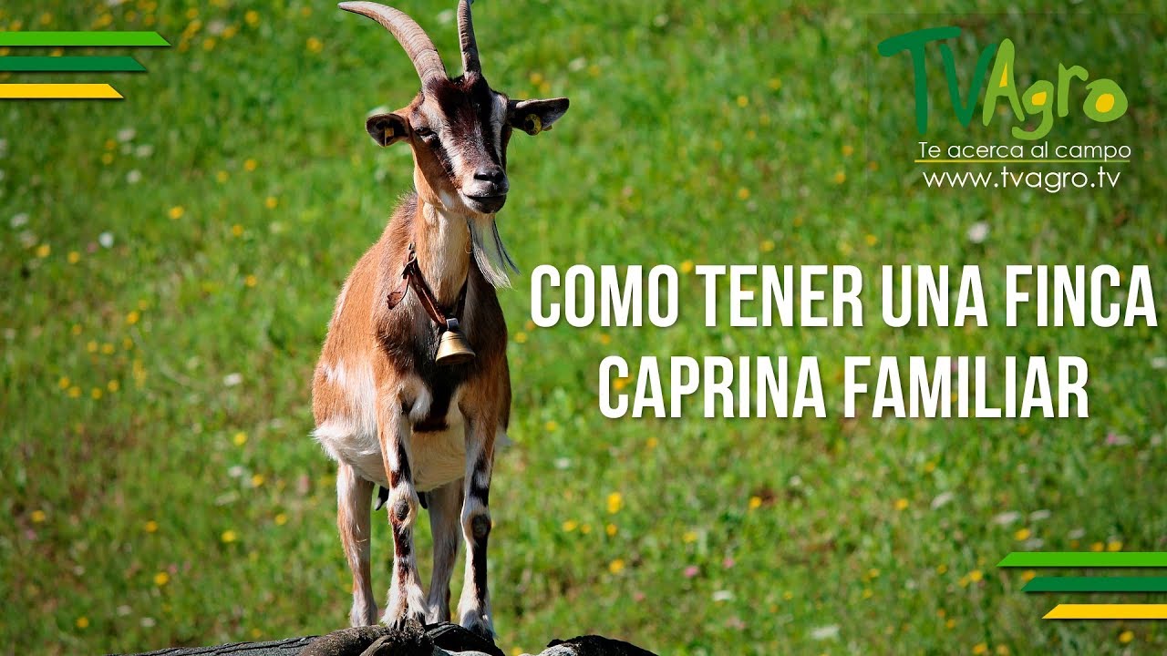 Como Tener una Finca Caprina familiar - TvAgro por Juan Gonzalo Angel