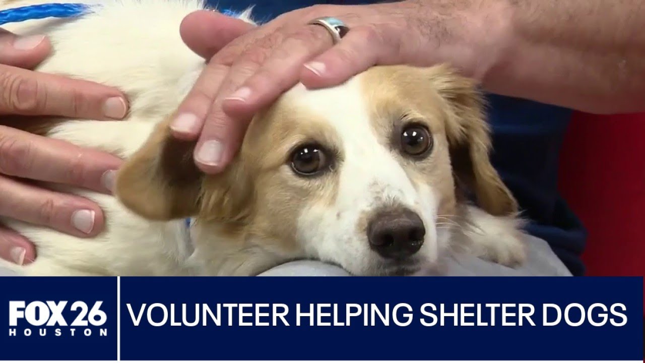 Volunteer helping dogs find homes