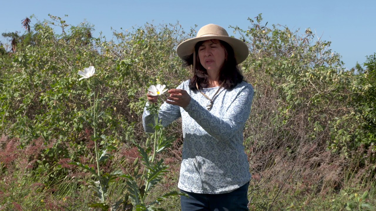 Native Hawaiian Plant Friends with Jill Wagner - Pua Kala