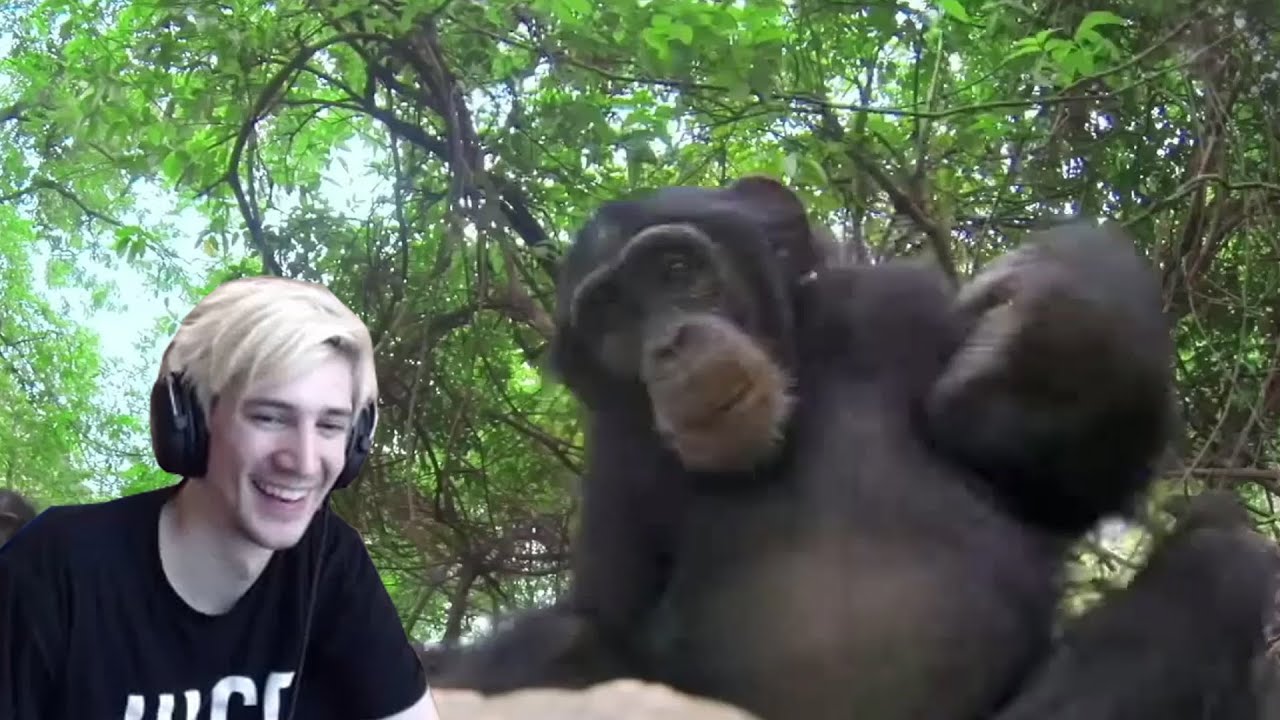 XQC REACTS to RANDOM VIDEOS #5