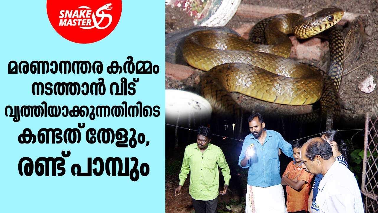 രണ്ട് പാമ്പും,തേളും ഒന്നിച്ച്  ഓടിനടിയിൽ | Vava Suresh | Snakemaster EP 927