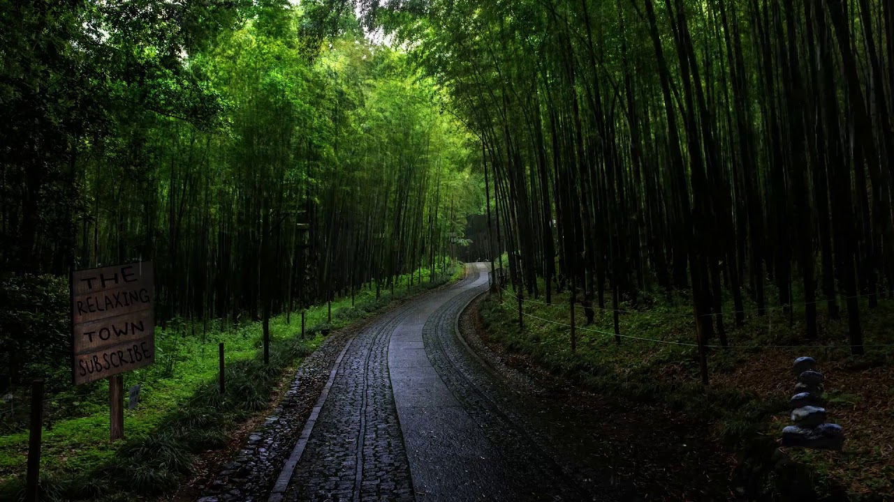 🎧 The Sound of Rain Falling From The Bamboo Forest Road 10 Hours Relaxation and Sleep | CALM Rain