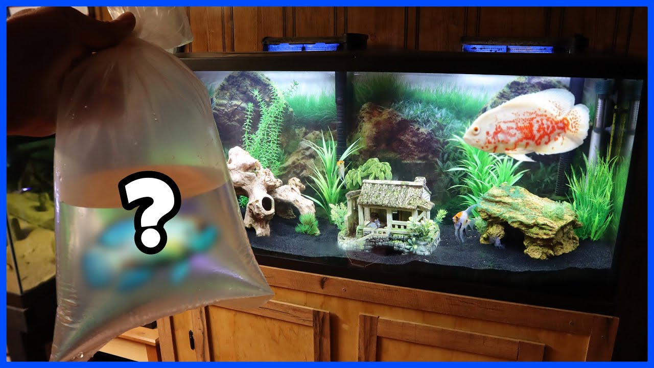 New EXOTIC FISH For My Aquarium! (Fish Transfer)