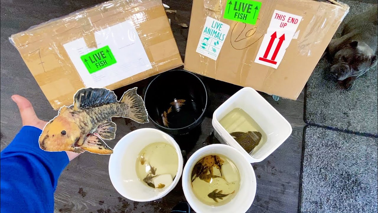 MYSTERY BOX HOLDS ANCIENT FISH PETS for NEWEST AQUARIUM!