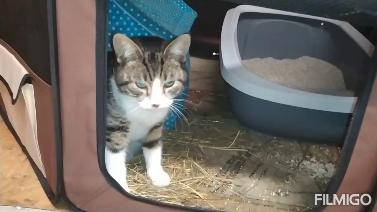 DPS JAROMIN - oddział nr 1 : kontrola kotk&oacute;w przed p&oacute;łnocą w tym na OIOM w stolarni: 14.12.19/23:18