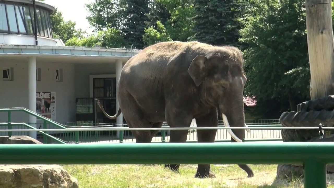 Śląski  Ogród  Zoologiczny  w  Chorzowie