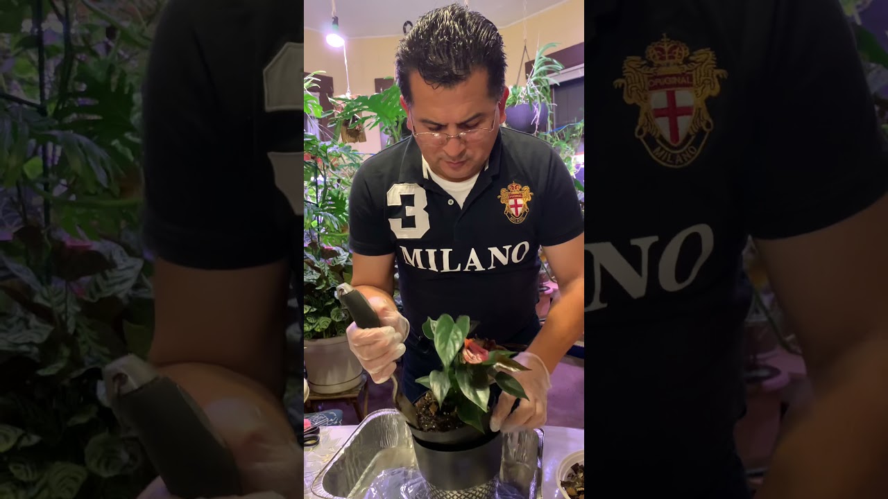 Cuidado de los Anturios dentro de casa