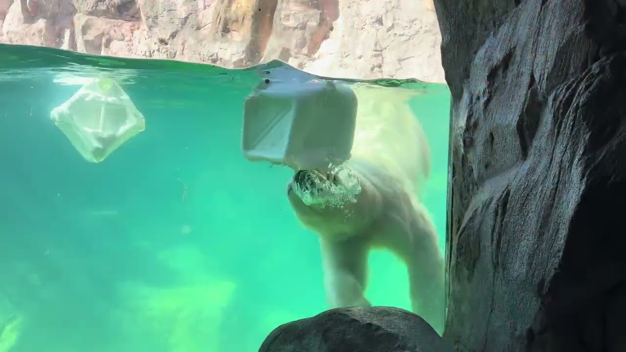 八木山動物公園   ホッキョクグマ   🐻‍❄️うみ 🐻‍❄️そら 🐻‍❄️ポーラ