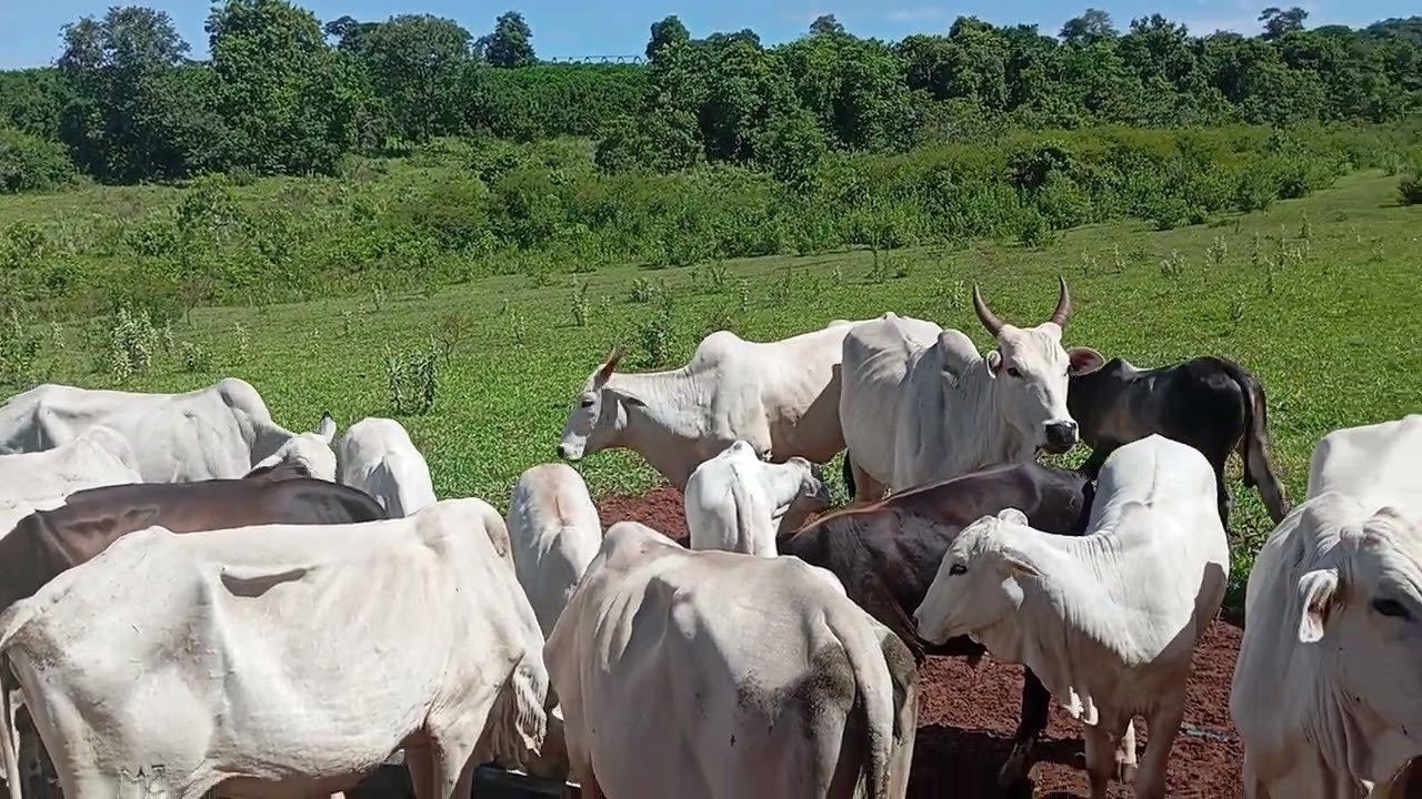 Mas um dia na lida fazendo o quê eu gosto de fazer 