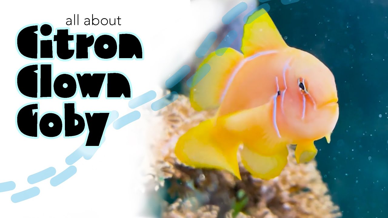 Learn all About the Citron Clown Goby-The Tiny Yellow Fish with a Huge Personality