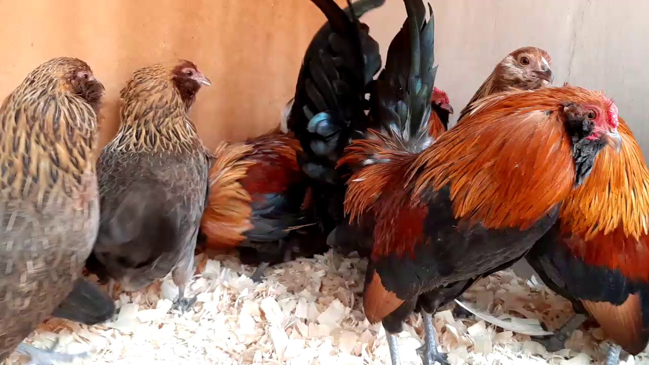 QUAIL CHICKEN | Bantam | Fancy Poultry | AZ FANCY BIRDS
