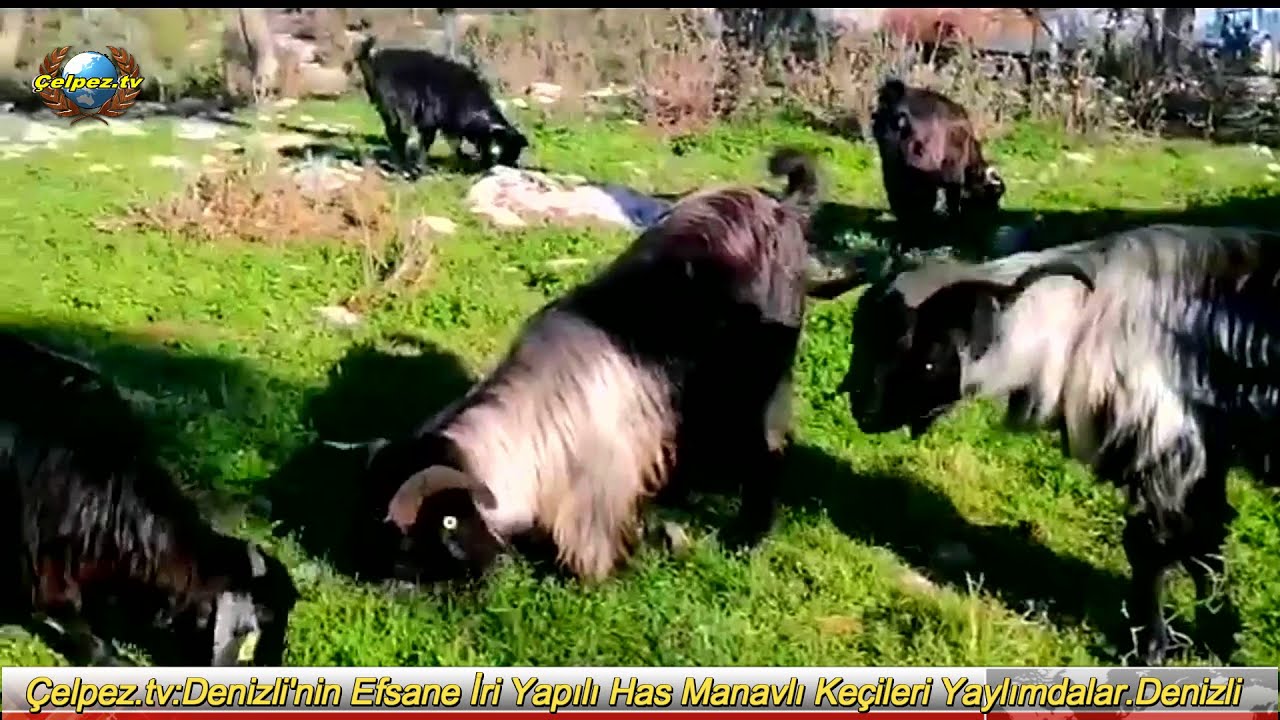 Çelpez.tv:Efsane  İri Yapılı Has Manavlı Keçileri Yaylımdalar.İrtibat Özcan Kayılan Denizli