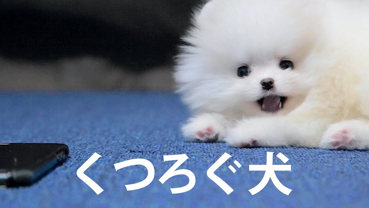 【犬用】タイルカーペットを敷いてみた【2日目】