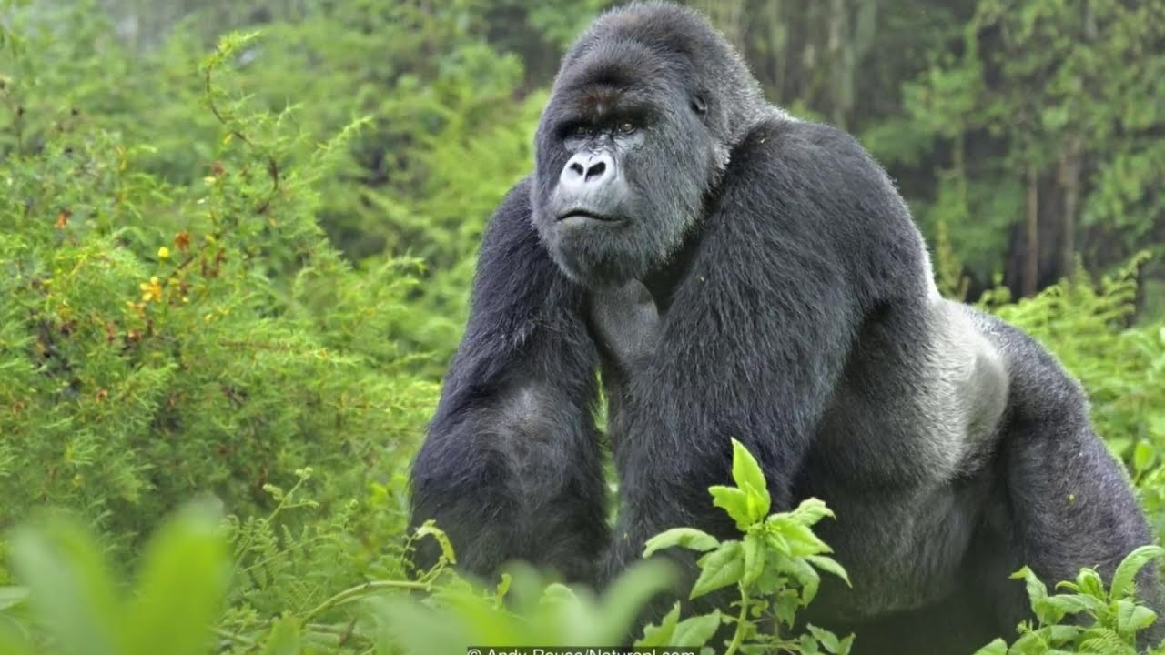 Gorilla Sounds Effects