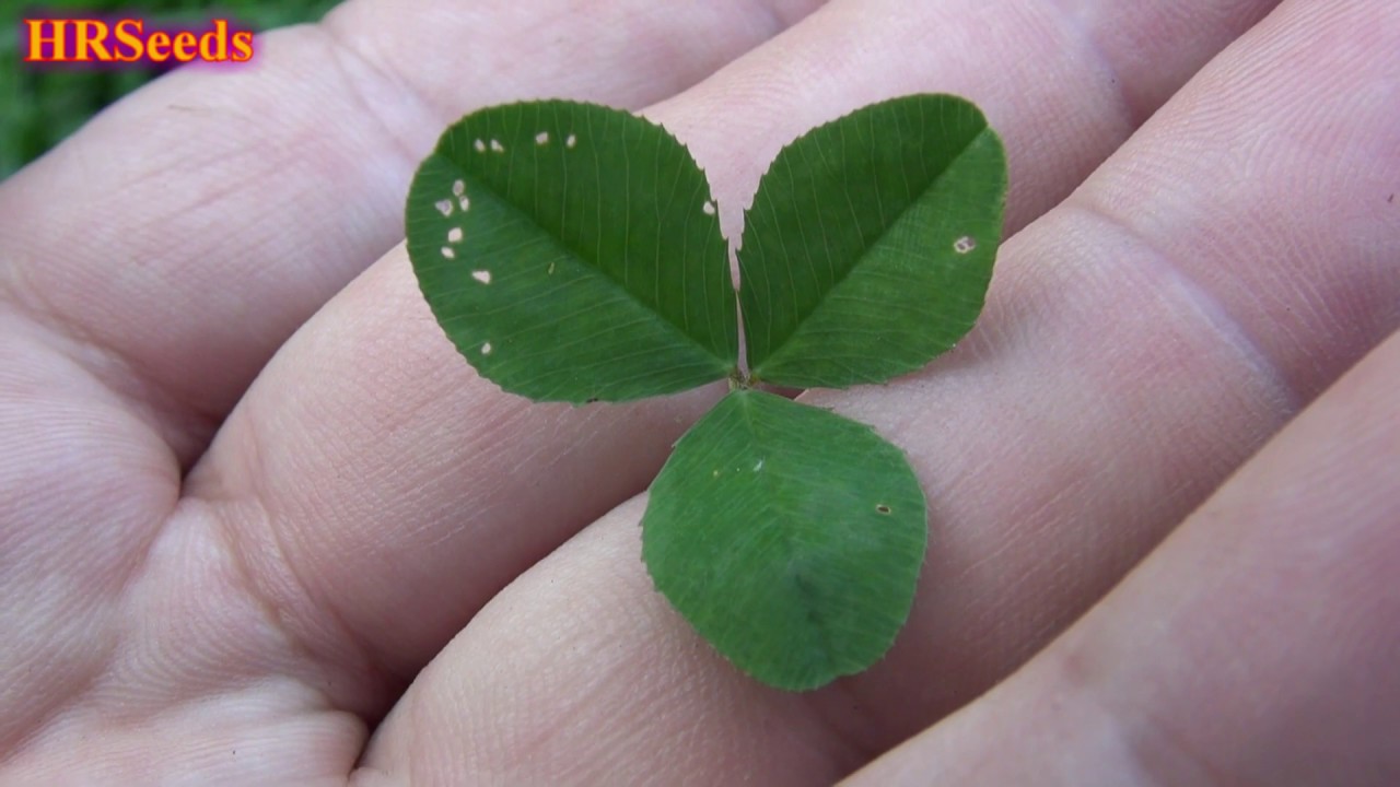 ⟹ White Clover | Trifolium repens | Did you know?