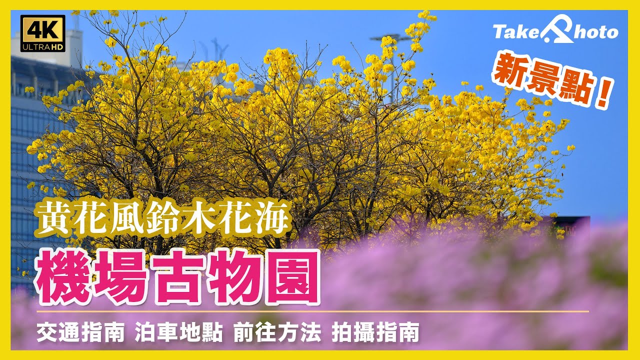 【黃花風鈴木花海】香港機場古物園 | 交通指南 | 泊車地點 | 前往方法 | 拍攝指南