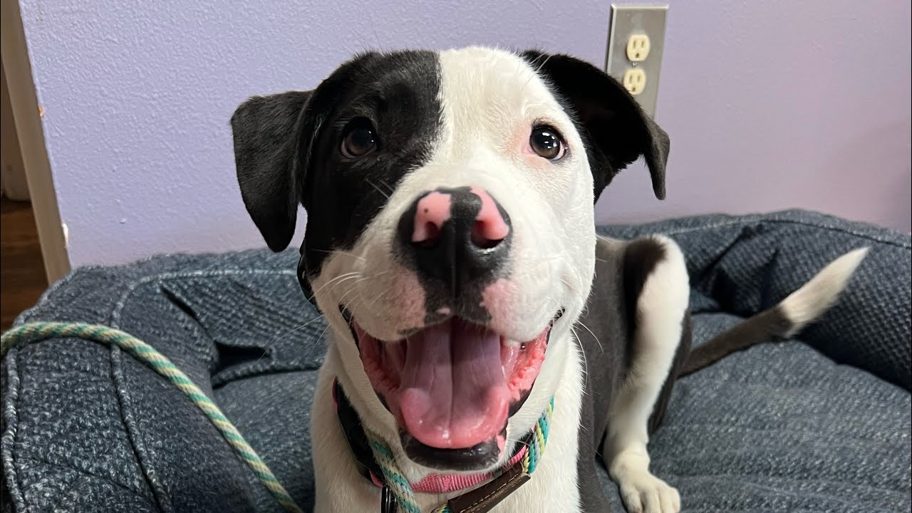 Sadie | AmStaff Mix | Foundations