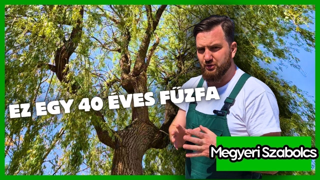 Mekkora egy 40 éves fűzfa?